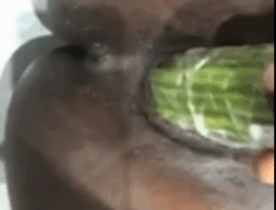 Veritas University Girl Cucumber